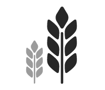 agriculture wheat plant icon